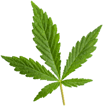 https://www.agriculturalganja.com/wp-content/uploads/2018/12/marijuana_leaf.png