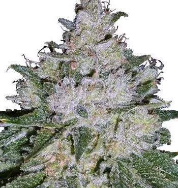 https://www.agriculturalganja.com/wp-content/uploads/2023/12/white_widow_plant-e1702968981431.png